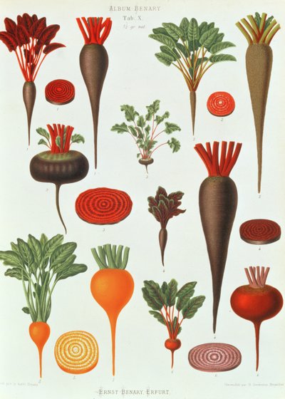 Beetroot, Tab X from the 